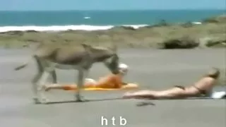 ดำ,สาวประเ, วีดีโอ โป๊ ชาย